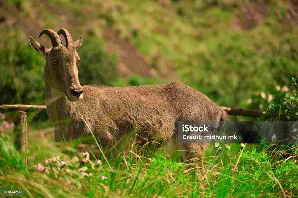 nilgiri-tahr-conservation-tamil-nadu-conduct-survey-with-iucn-observer